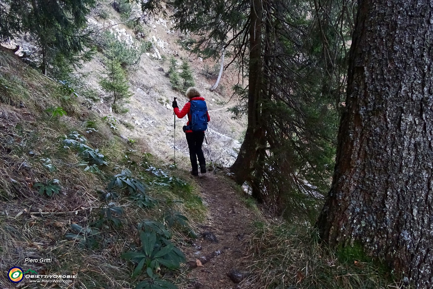 17 Al termine della salita in pineta un bel traverso....JPG -                                